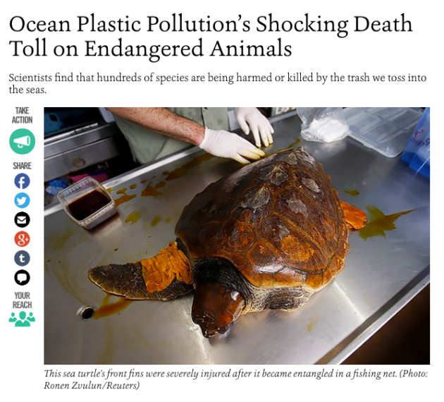 Ocean plastic pollution's shocking death toll on endangered animals' | News  from the International Coastal Cleanup Singapore